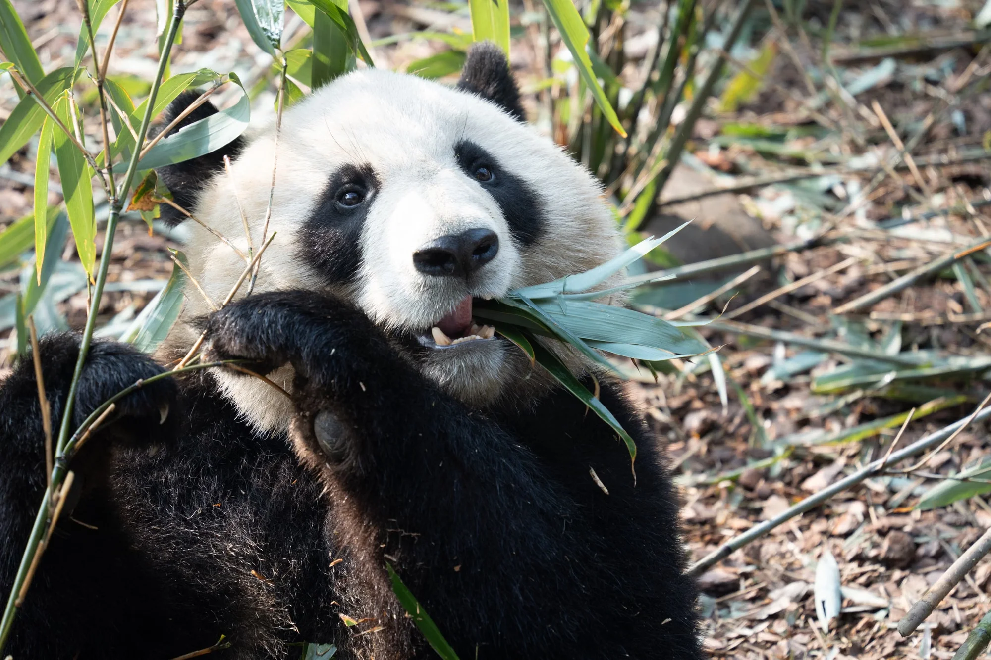 A giant panda eating bamboo in a leafy enclosure