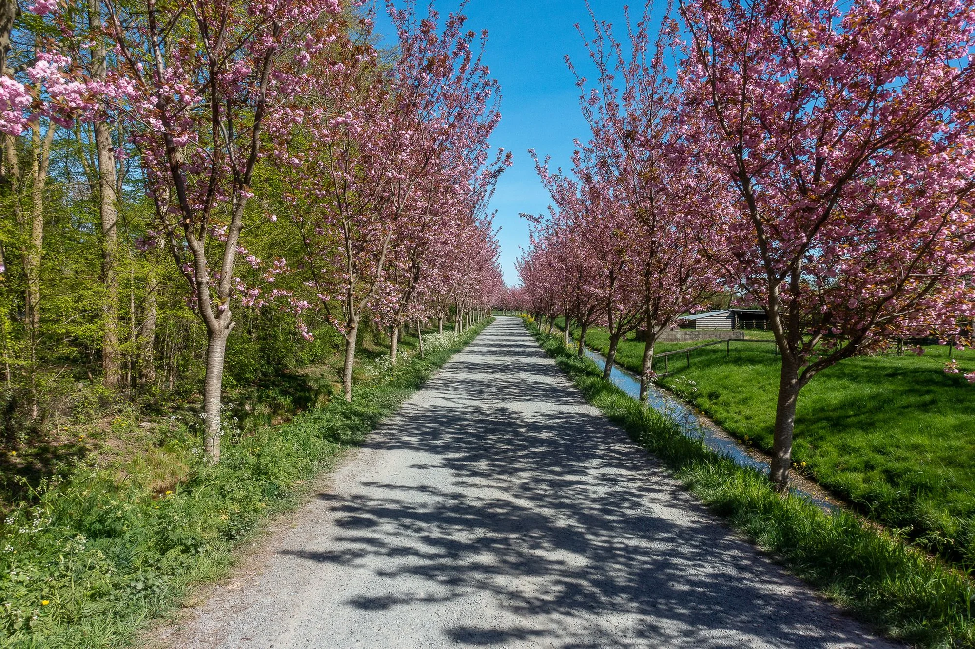 A spring path lined with pink blossom trees under a bright blue sky