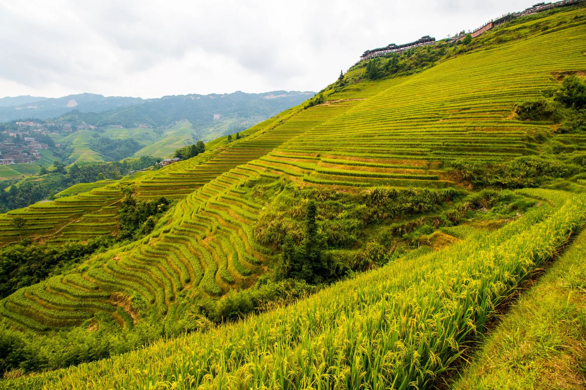 Layered rice terraces carved into green mountainsides near Guilin