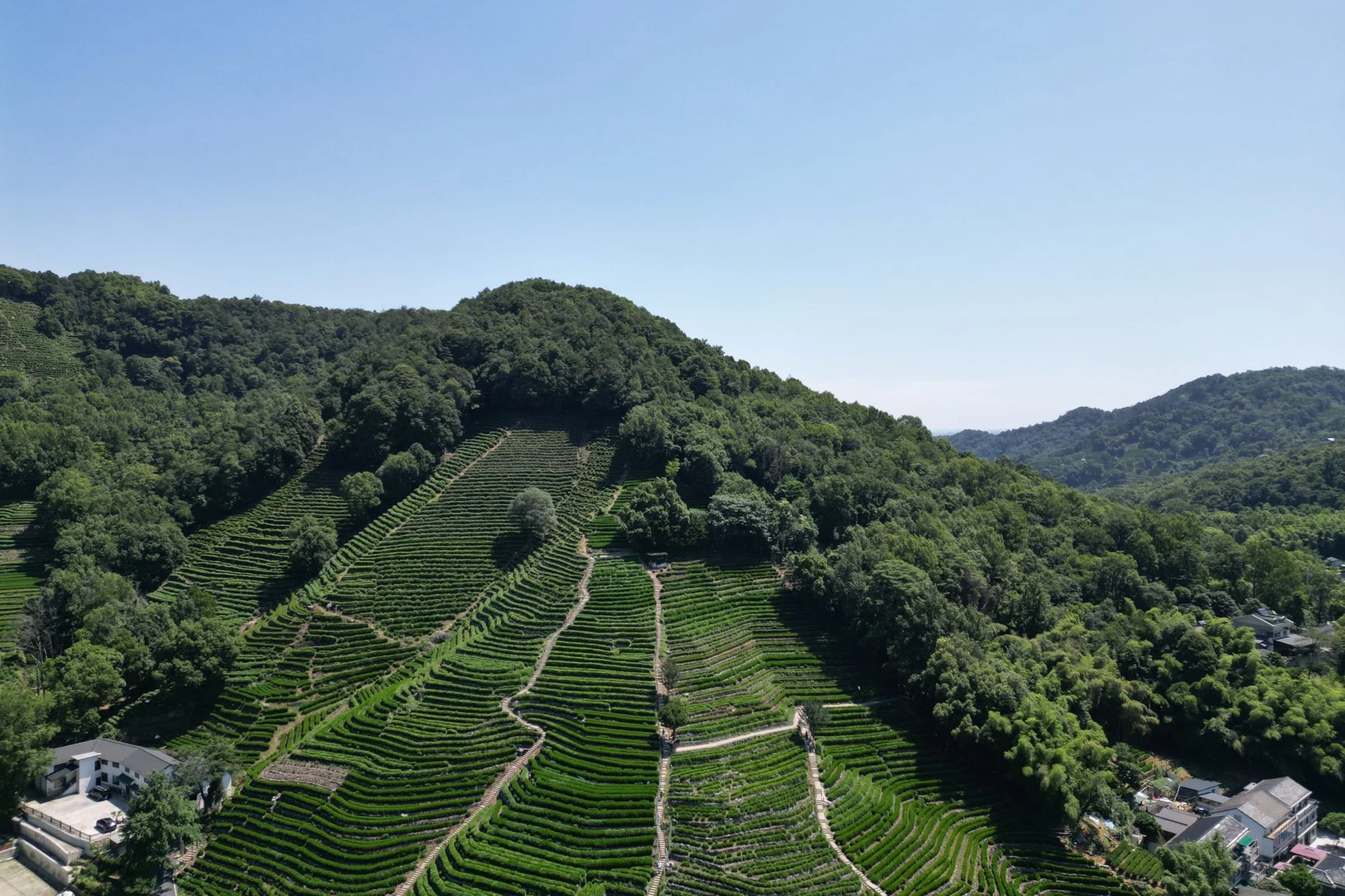Green Longjing tea terraces on the hills around Hangzhou