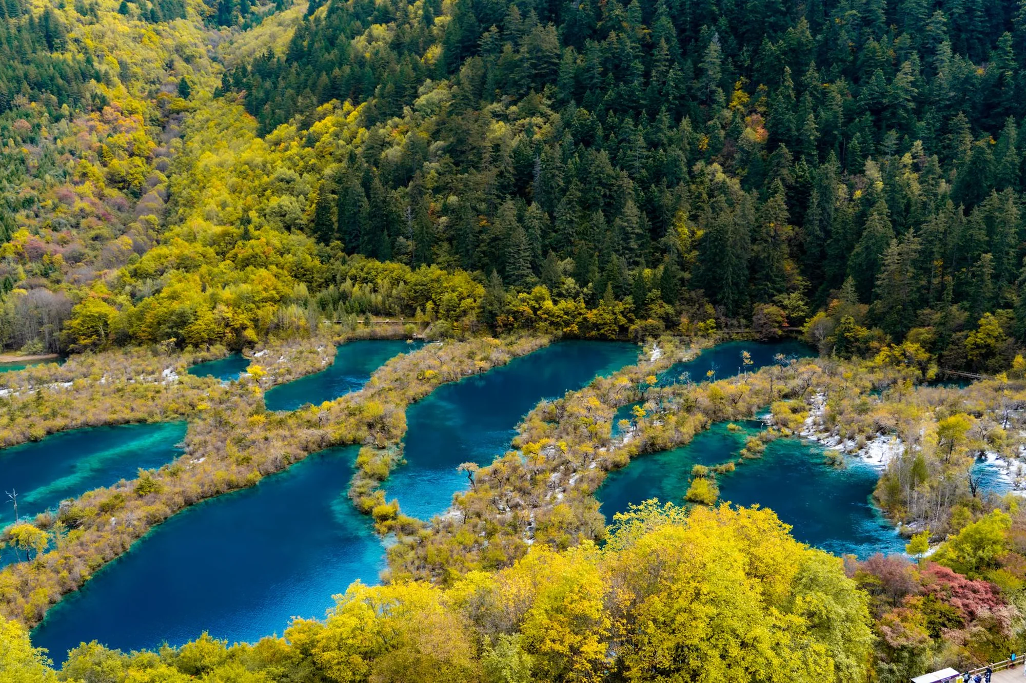 Turquoise travertine pools ringed by autumn forest in Jiuzhaigou Valley, Sichuan, China